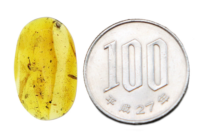 白亜紀の森を封印した化石樹脂ミャンマー琥珀・バーマイト（Burmite）（その8）