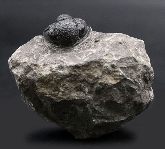 半防御姿勢を取った三葉虫、ゲラストス（Gerastos granulosus）の母岩付き標本（その1）