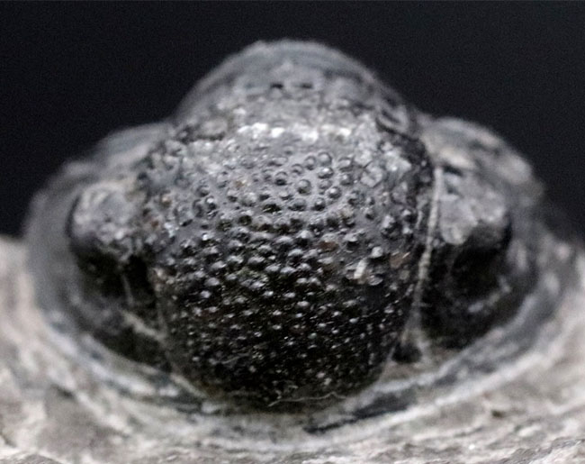 半防御姿勢を取った三葉虫、ゲラストス（Gerastos granulosus）の母岩付き標本（その2）