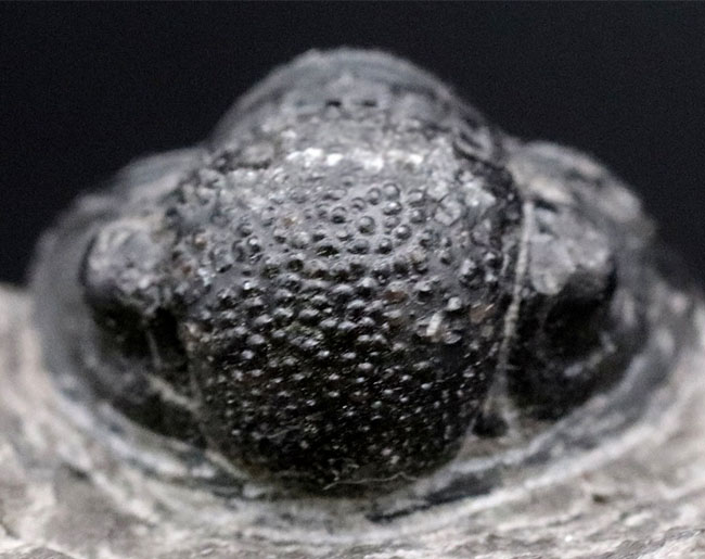 半防御姿勢を取った三葉虫、ゲラストス（Gerastos granulosus）の母岩付き標本（その2）