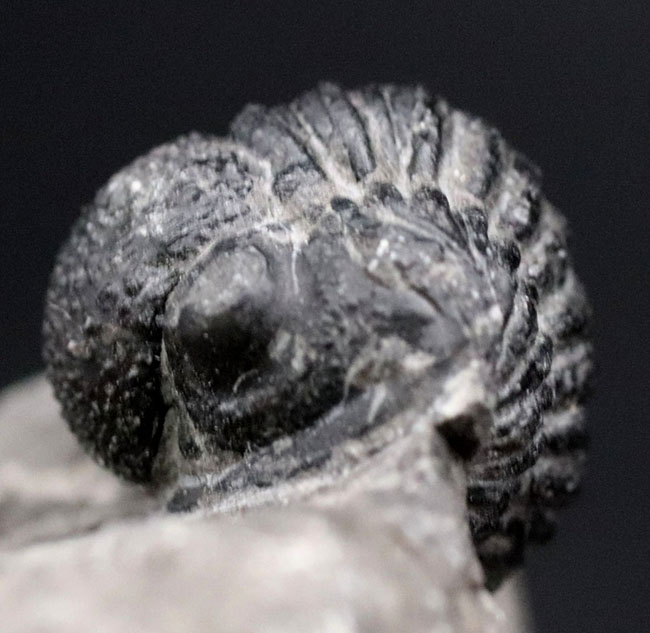 半防御姿勢を取った三葉虫、ゲラストス（Gerastos granulosus）の母岩付き標本（その4）