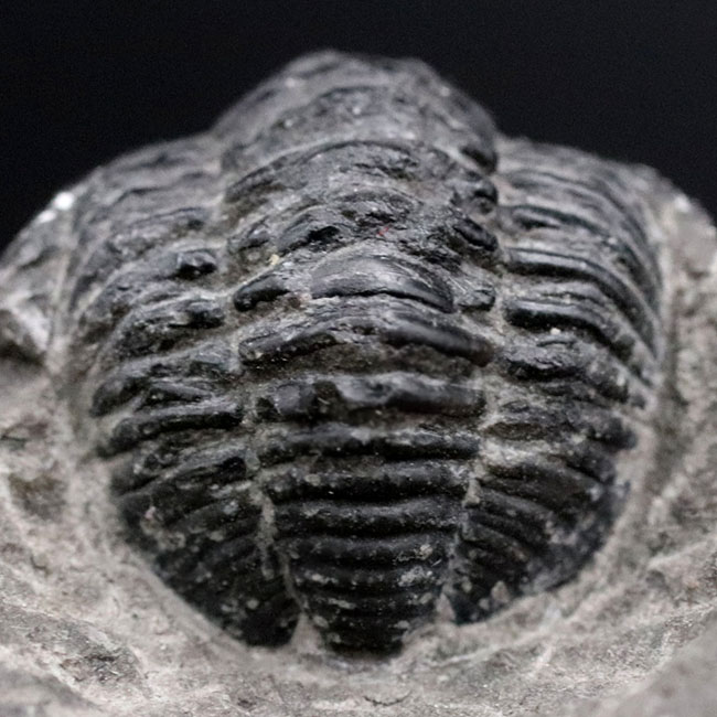 半防御姿勢を取った三葉虫、ゲラストス（Gerastos granulosus）の母岩付き標本（その5）