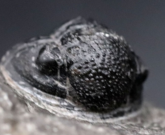 半防御姿勢を取った三葉虫、ゲラストス（Gerastos granulosus）の母岩付き標本（その6）