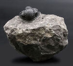 半防御姿勢を取った三葉虫、ゲラストス（Gerastos granulosus）の母岩付き標本