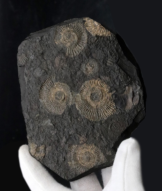 黒ジュラ！ドイツ産ホルツマーデン産アンモナイト、ダクチリオセラス（Dactylioceras）の群集化石（その1）
