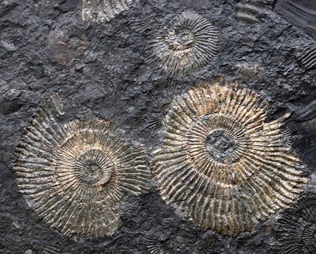黒ジュラ！ドイツ産ホルツマーデン産アンモナイト、ダクチリオセラス（Dactylioceras）の群集化石（その2）