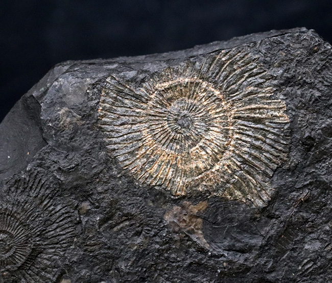 黒ジュラ！ドイツ産ホルツマーデン産アンモナイト、ダクチリオセラス（Dactylioceras）の群集化石（その4）