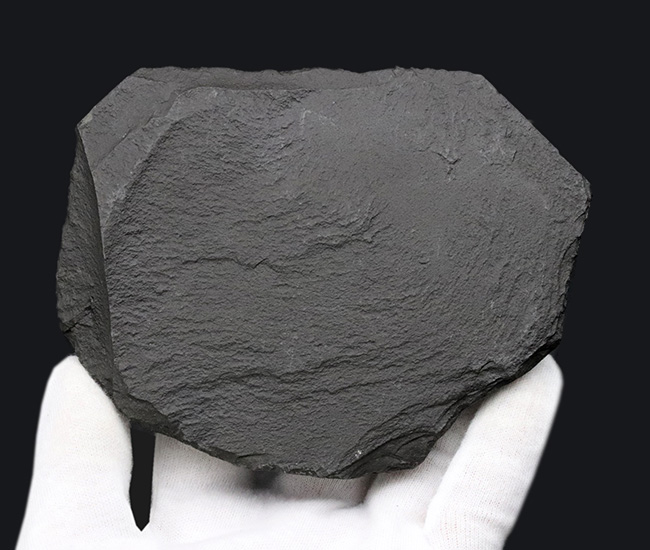 アンモナイト　ダクチリオセラス　化石　ドイツ　ホルツマーデン 産 黒ジュラ！ドイツ産ホルツマーデン産アンモナイト