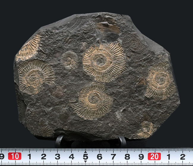 黒ジュラ！ドイツ産ホルツマーデン産アンモナイト、ダクチリオセラス（Dactylioceras）の群集化石（その7）