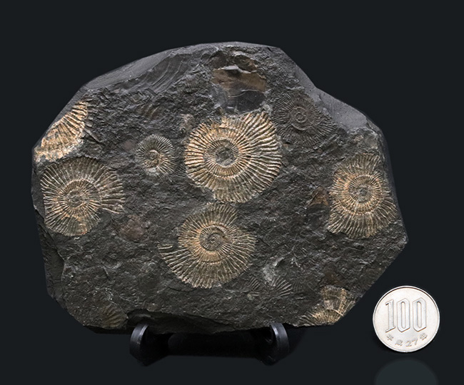 黒ジュラ！ドイツ産ホルツマーデン産アンモナイト、ダクチリオセラス（Dactylioceras）の群集化石（その8）