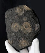 黒ジュラ！ドイツ産ホルツマーデン産アンモナイト、ダクチリオセラス（Dactylioceras）の群集化石