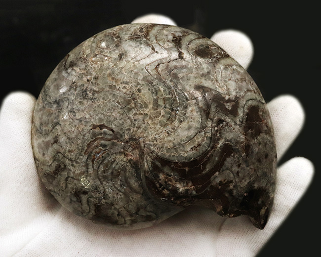 10cmオーバーで300g超え!古生代デボン紀の海の主役の一つ、ゴニアタイト(Goniatite)の完全体標本(その4)
