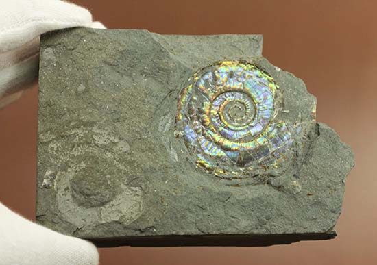 イングランド産ジュラシック・コースト産寒色系の遊色を放つプラノービス（Psiloceras planorbis）（その4）