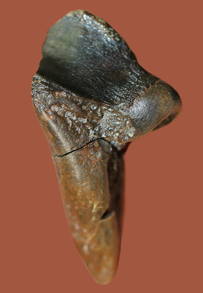 特大！４５ミリ。極めて希少なトリケラトプスのダブル＆フルルート歯化石。（その1）