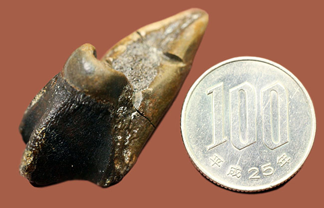 特大！４５ミリ。極めて希少なトリケラトプスのダブル＆フルルート歯化石。（その10）
