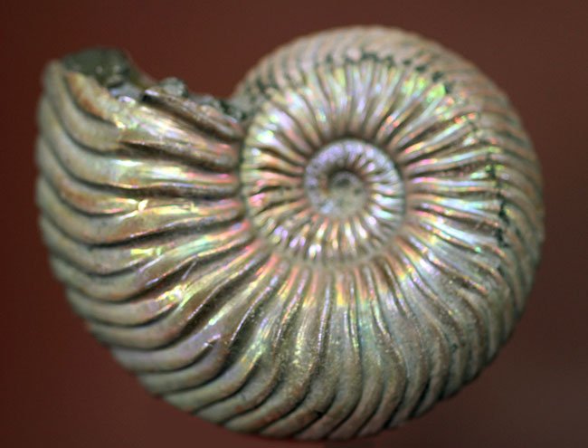 最良の標本の一つ、良形、きれいな虹色。ロシア産遊色アンモナイト