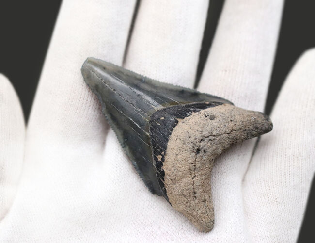レア！青白い陶磁器のような味わいが魅力的！希少な国内産のサメの歯化石（その3）