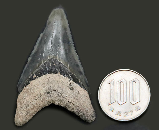 レア！青白い陶磁器のような味わいが魅力的！希少な国内産のサメの歯化石（その8）