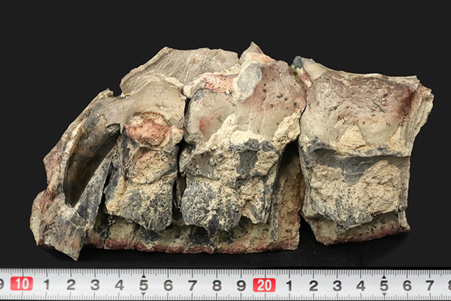 今後３０年以上大切にしていただきたい、標本の価値が分かる方に！この化石の価値は７本の総和ではない、デンタルバッテリー構造がそのまま保存されたティラノサウルス科の雄、ダスプレトサウルスの上顎化石（その13）