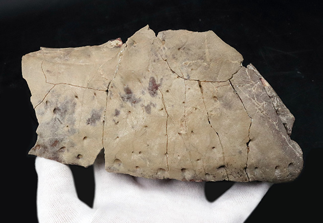 グリポサウルス 化石 デンタルバッテリー 上顎 本物 209mm fr25 グリポサウルス 化石 デンタルバッテリー 上顎 本物 209mm fr25 - メルカリ