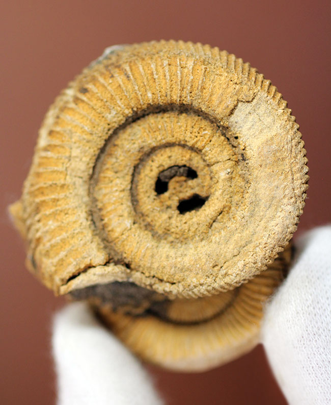 2個体みられます!ドイツ産ジュラ紀アンモナイト、ダクチリオセラス(Dactylioceras athleticum )(その1)