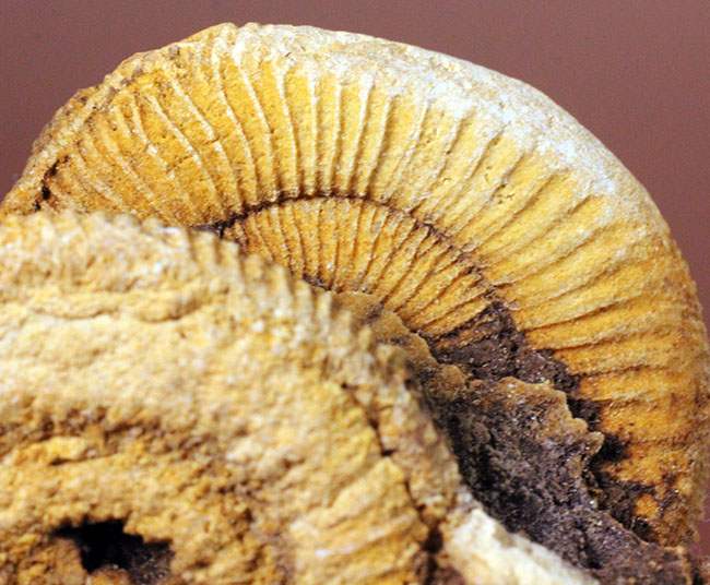 2個体みられます!ドイツ産ジュラ紀アンモナイト、ダクチリオセラス(Dactylioceras athleticum )(その2)