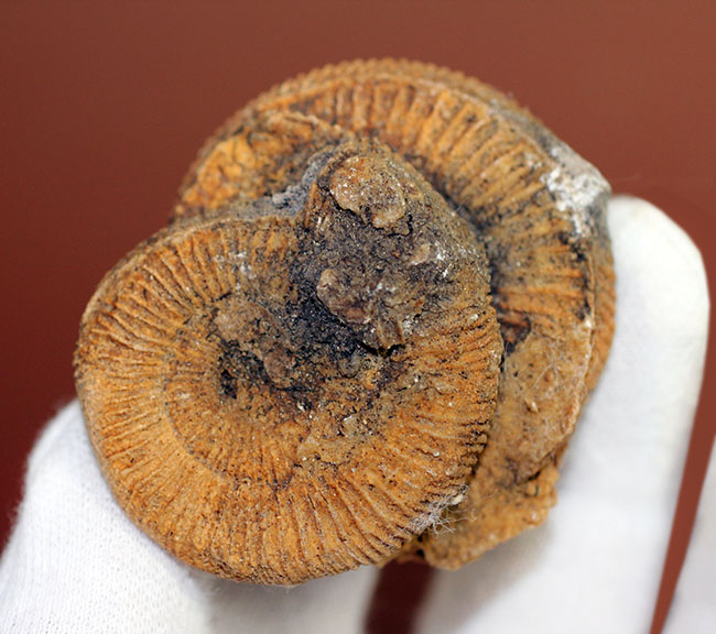 2個体みられます!ドイツ産ジュラ紀アンモナイト、ダクチリオセラス(Dactylioceras athleticum )(その3)