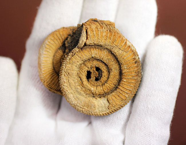 2個体みられます!ドイツ産ジュラ紀アンモナイト、ダクチリオセラス(Dactylioceras athleticum )(その4)