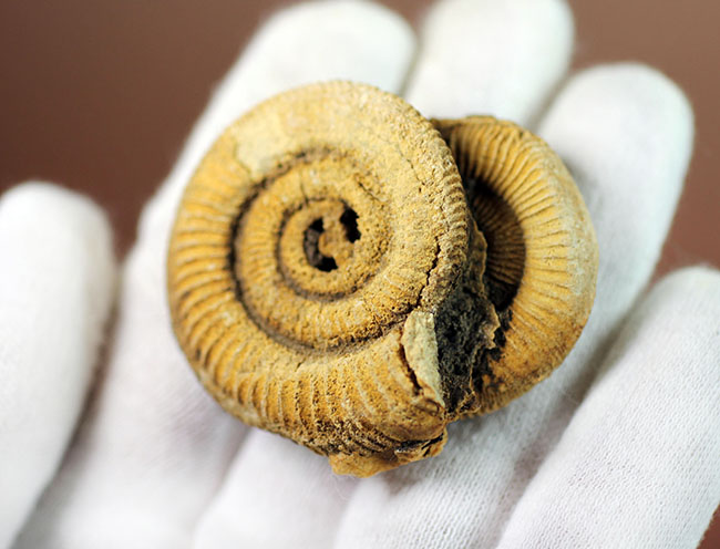 2個体みられます!ドイツ産ジュラ紀アンモナイト、ダクチリオセラス(Dactylioceras athleticum )(その5)