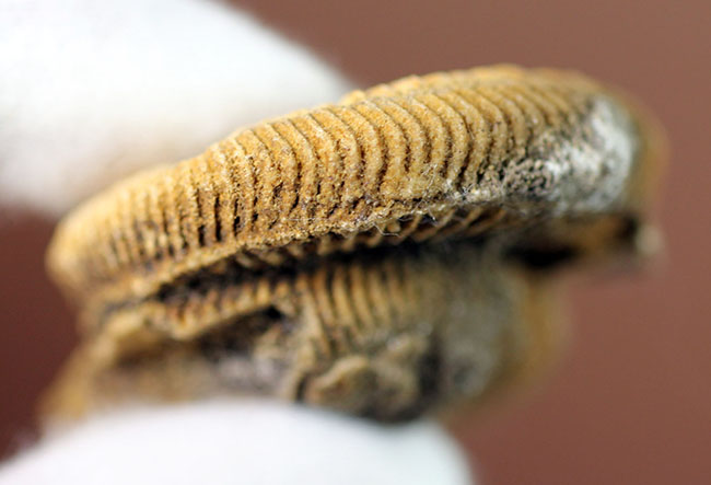 2個体みられます!ドイツ産ジュラ紀アンモナイト、ダクチリオセラス(Dactylioceras athleticum )(その6)