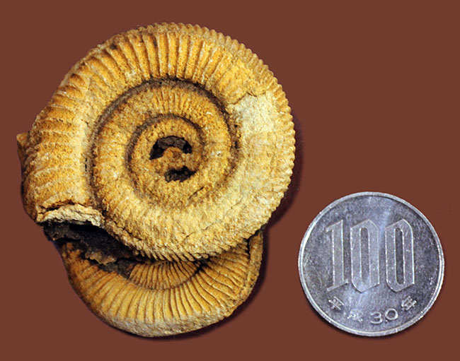 2個体みられます!ドイツ産ジュラ紀アンモナイト、ダクチリオセラス(Dactylioceras athleticum )(その7)