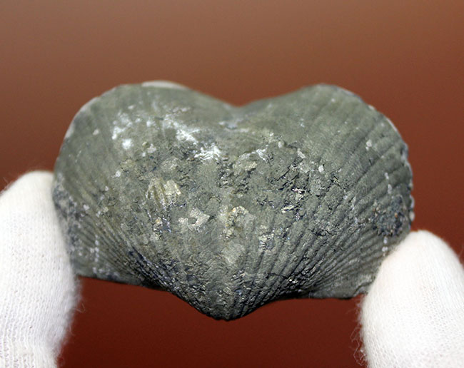 本来の形がよく保存された、米国オハイオ州産腕足類（Paraspirifer brownockeri）の化石。黄鉄鉱化。（その2）