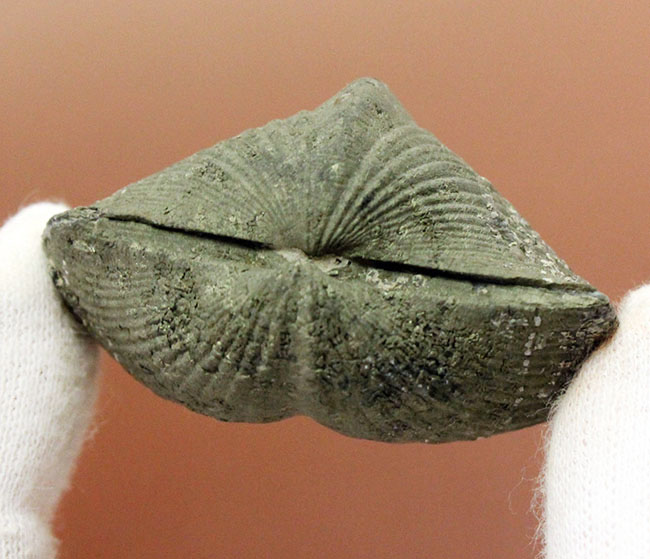 本来の形がよく保存された、米国オハイオ州産腕足類（Paraspirifer