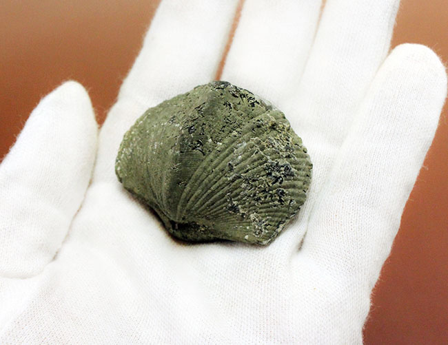 本来の形がよく保存された、米国オハイオ州産腕足類（Paraspirifer