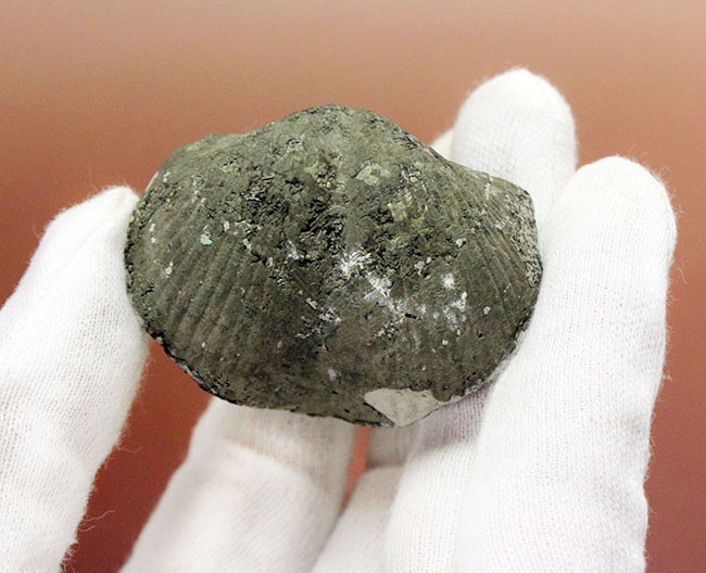 化石　葦　　　　　　玄4 本来の形がよく保存された、米国オハイオ州産腕足類（Paraspirifer