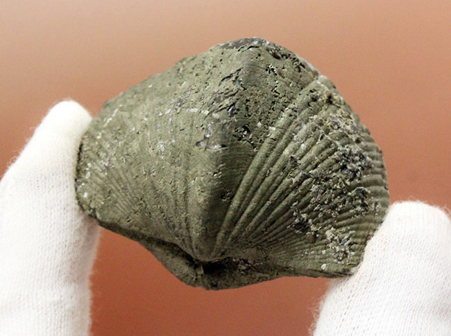 本来の形がよく保存された、米国オハイオ州産腕足類（Paraspirifer brownockeri）の化石。黄鉄鉱化。（その6）