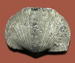 本来の形がよく保存された、米国オハイオ州産腕足類（Paraspirifer brownockeri）の化石。黄鉄鉱化。