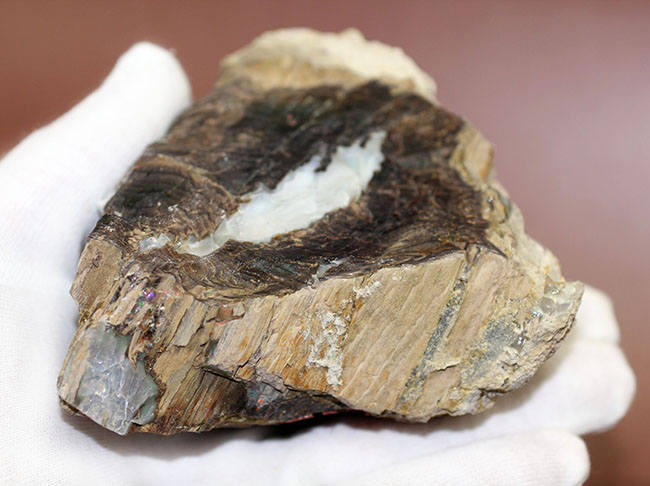 レア!様々な色のオパールを含んだ珪化木(米国ネバダ州産)。素晴らしい発色。(その2)