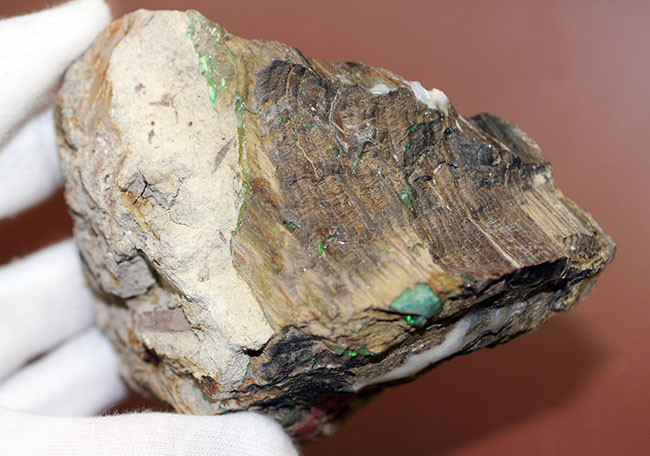 レア!様々な色のオパールを含んだ珪化木(米国ネバダ州産)。素晴らしい発色。(その3)