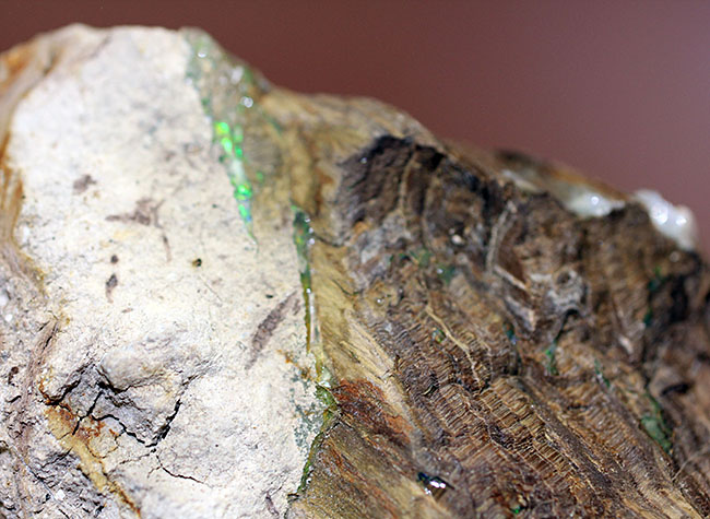 レア!様々な色のオパールを含んだ珪化木(米国ネバダ州産)。素晴らしい発色。(その6)