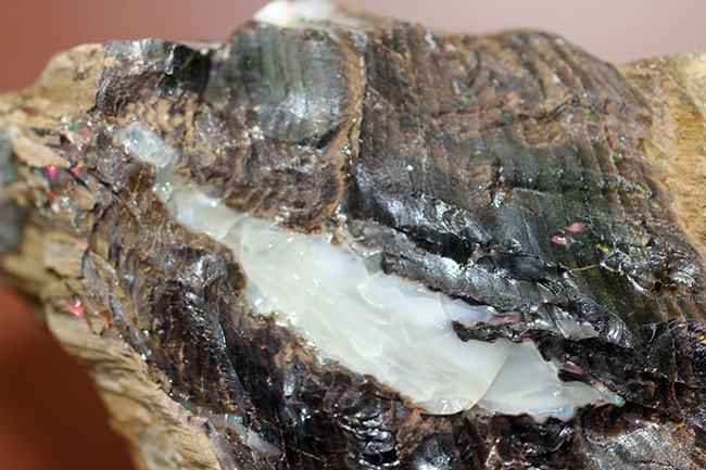 レア!様々な色のオパールを含んだ珪化木(米国ネバダ州産)。素晴らしい発色。(その8)