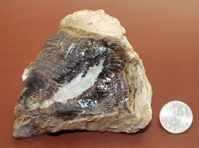 レア!様々な色のオパールを含んだ珪化木(米国ネバダ州産)。素晴らしい発色。(その9)