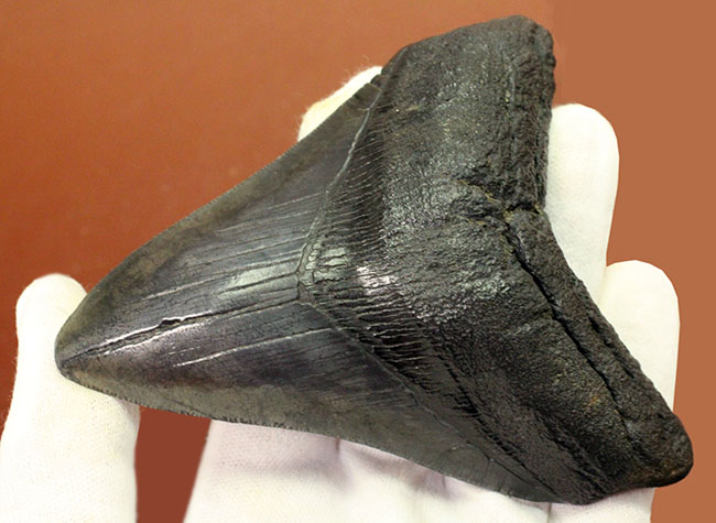 天狗の爪?ドラゴンの舌?長い方の辺に沿って109ミリの立派なメガロドン(Carcharodon megalodon)の歯化石(その1)
