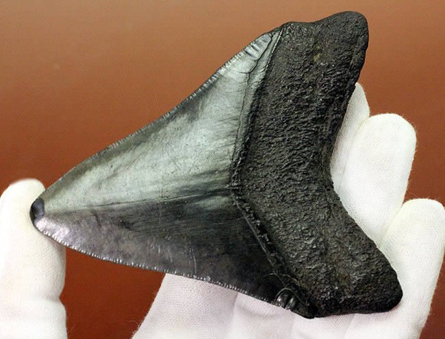 天狗の爪?ドラゴンの舌?長い方の辺に沿って109ミリの立派なメガロドン(Carcharodon megalodon)の歯化石(その2)