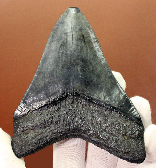 天狗の爪?ドラゴンの舌?長い方の辺に沿って109ミリの立派なメガロドン(Carcharodon megalodon)の歯化石(その3)