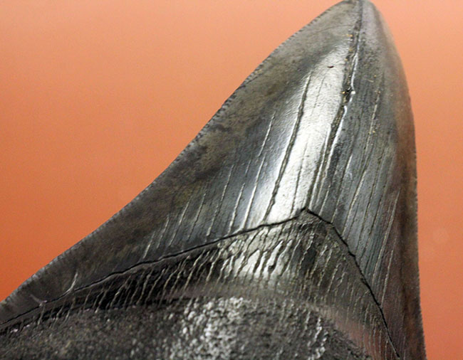 天狗の爪?ドラゴンの舌?長い方の辺に沿って109ミリの立派なメガロドン(Carcharodon megalodon)の歯化石(その6)