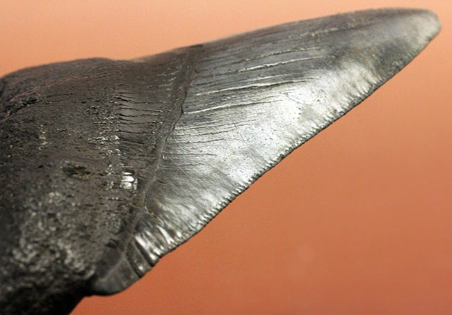 天狗の爪？ドラゴンの舌？長い方の辺に沿って１０９ミリの立派なメガロドン（Carcharodon megalodon）の歯化石（その7）