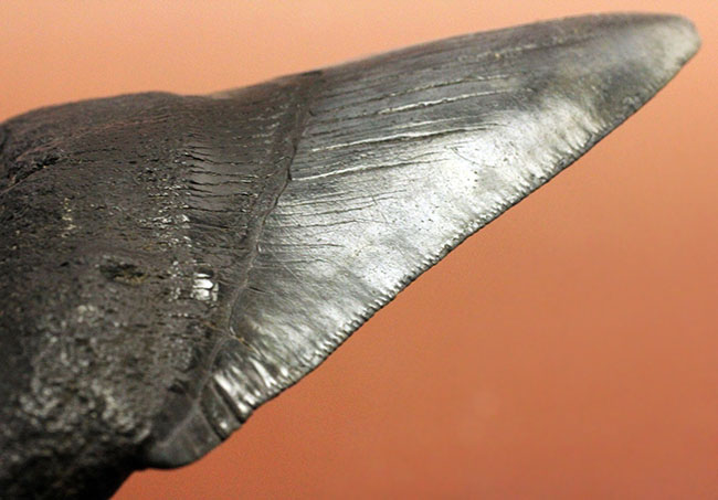 天狗の爪?ドラゴンの舌?長い方の辺に沿って109ミリの立派なメガロドン(Carcharodon megalodon)の歯化石(その7)