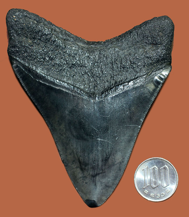 天狗の爪?ドラゴンの舌?長い方の辺に沿って109ミリの立派なメガロドン(Carcharodon megalodon)の歯化石(その8)