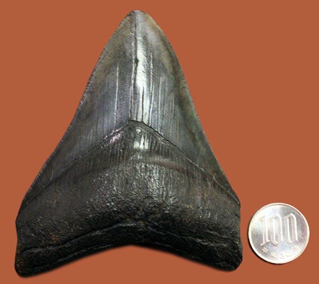 天狗の爪?ドラゴンの舌?長い方の辺に沿って109ミリの立派なメガロドン(Carcharodon megalodon)の歯化石(その9)